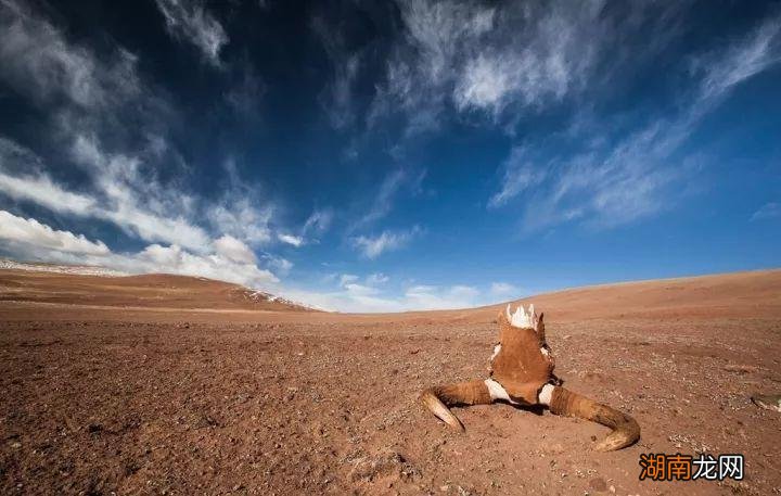 可可西里是我国面积最大的无人区 可可西里为什么是禁地