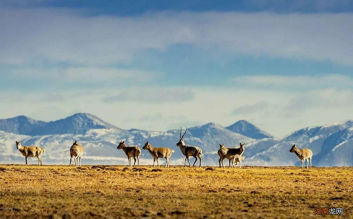 可可西里是我国面积最大的无人区 可可西里为什么是禁地
