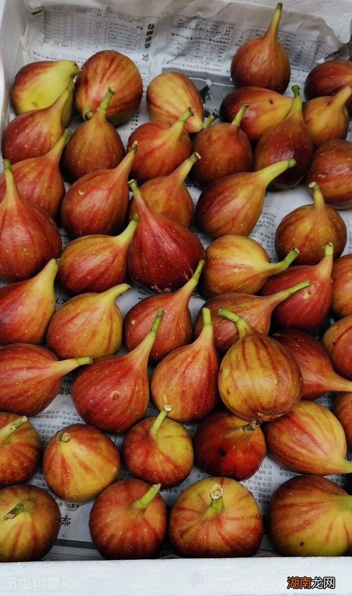 全国十大优质无花果产地 无花果的产地主要在什么地方