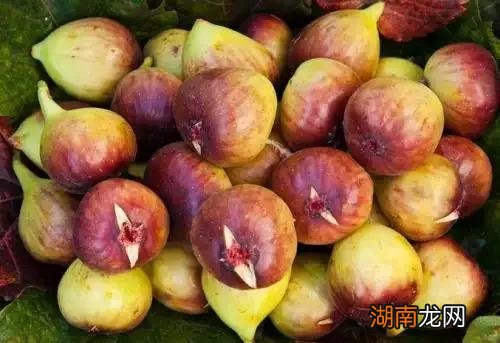 全国十大优质无花果产地 无花果的产地主要在什么地方