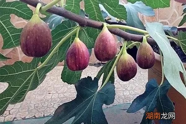 全国十大优质无花果产地 无花果的产地主要在什么地方