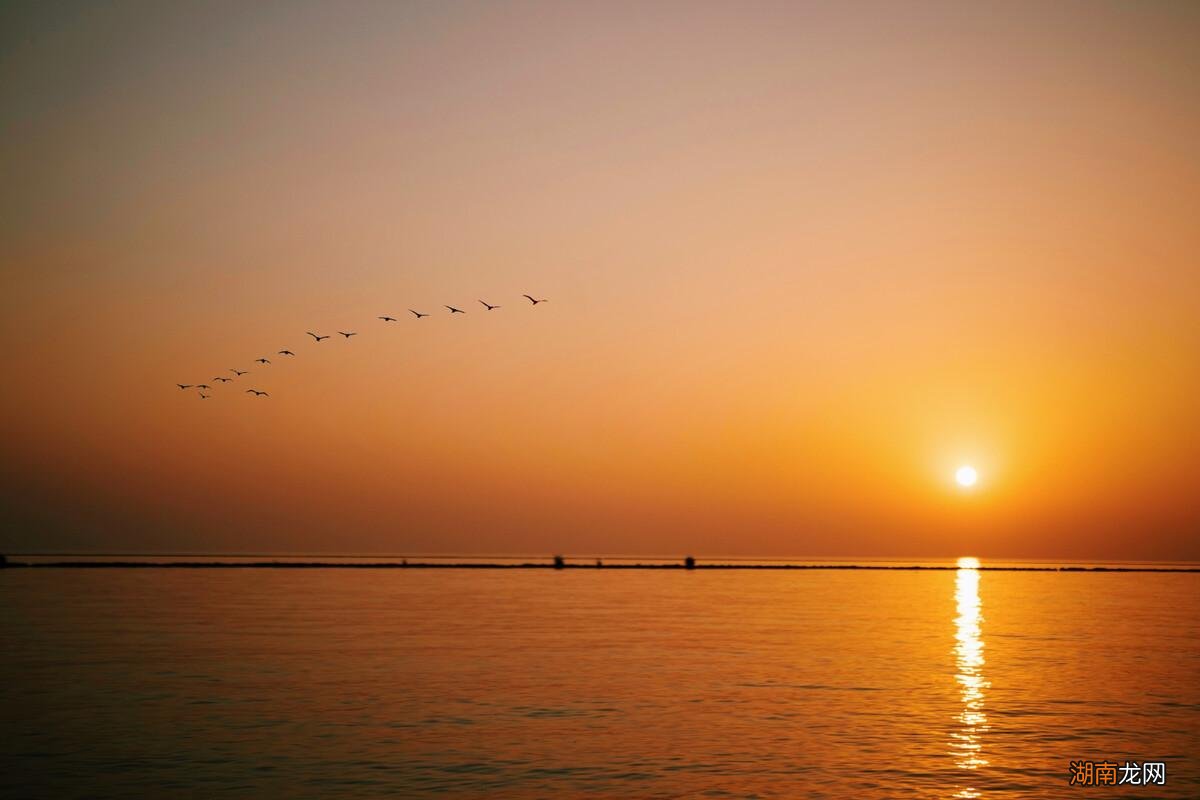 有人说孤鹜中的鹜是野鸭 落霞与孤鹜齐飞的孤鹜是什么鸟