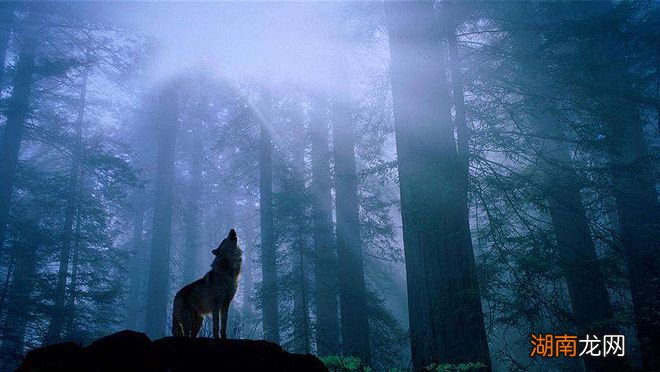 情感问答题及答案