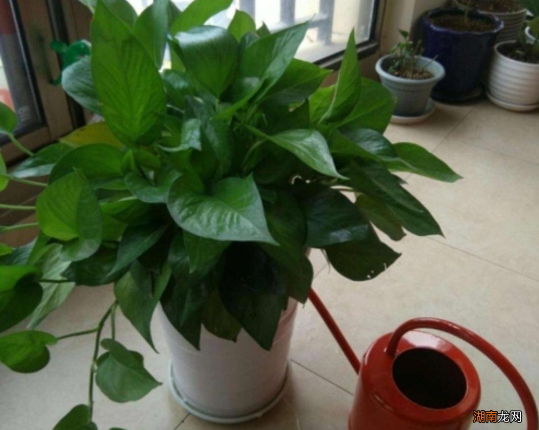 怎样让绿萝长得快又长得茂盛 让绿萝疯长的妙招