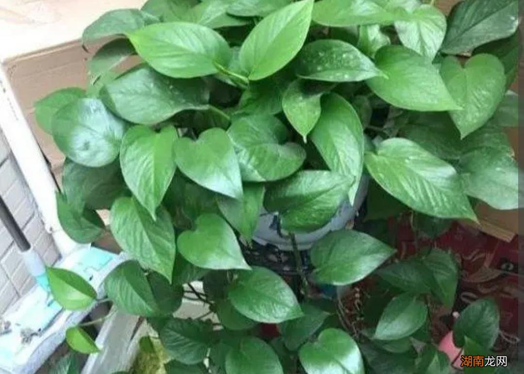 怎样让绿萝长得快又长得茂盛 让绿萝疯长的妙招