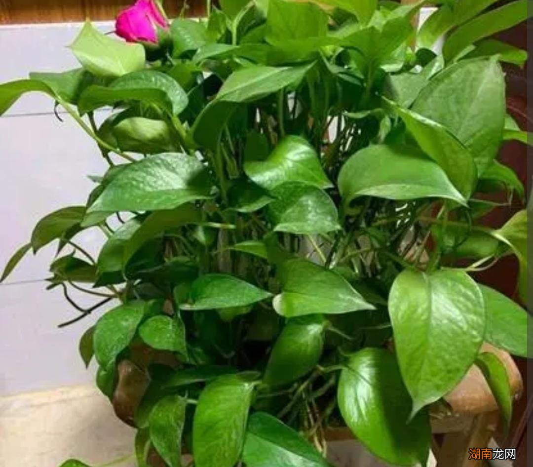 怎样让绿萝长得快又长得茂盛 让绿萝疯长的妙招