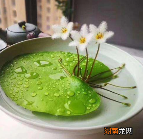 天天浇水也不怕的绿植花卉 喜水的植物花卉有哪些图片