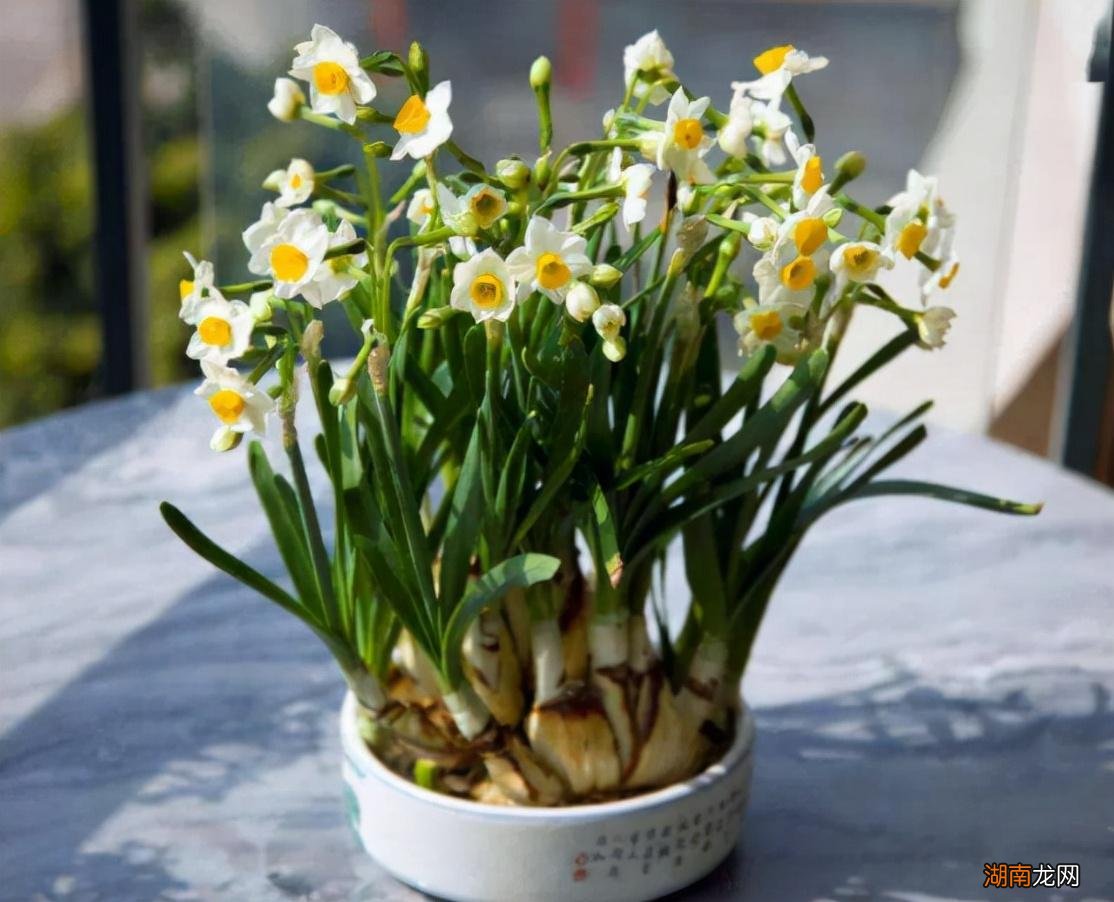 天天浇水也不怕的绿植花卉 喜水的植物花卉有哪些图片