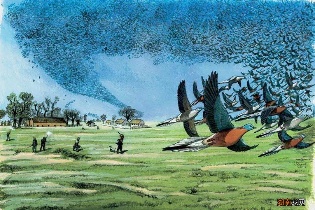 香蕉到底属于什么类型植物 香蕉是木本植物对吗