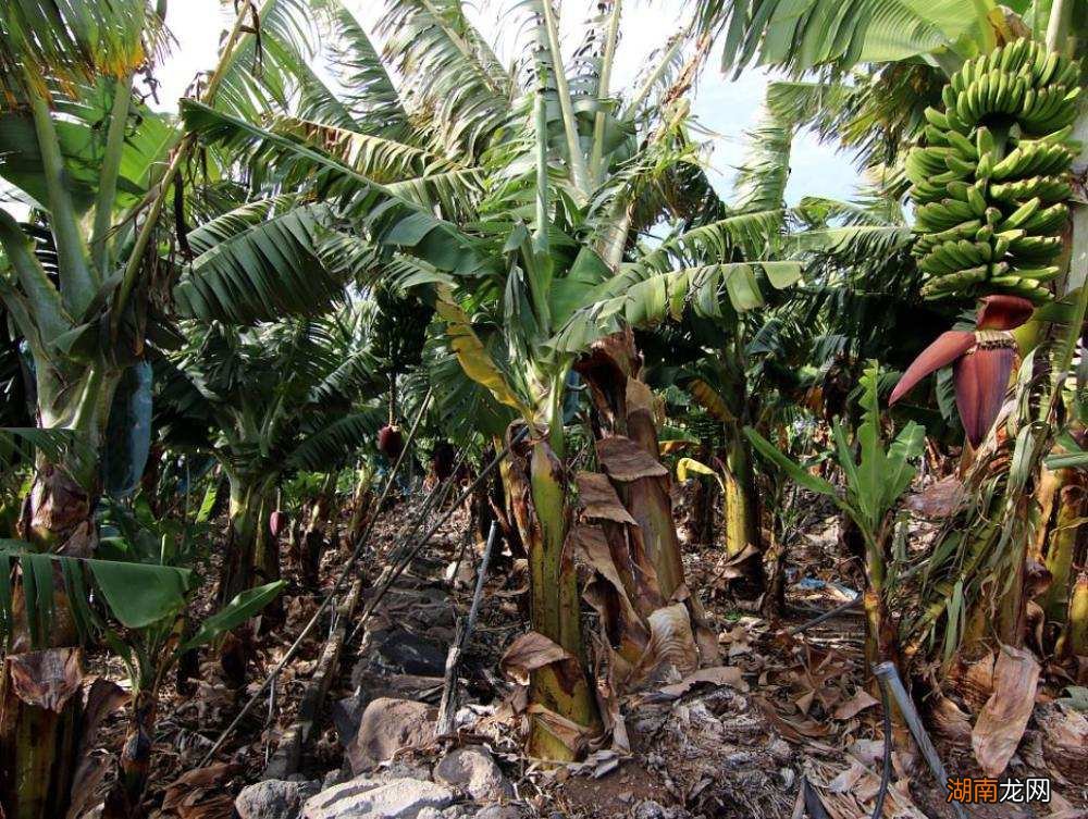 香蕉到底属于什么类型植物 香蕉是木本植物对吗