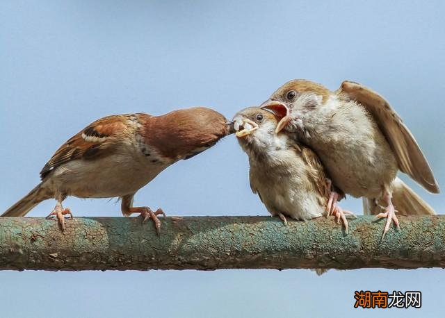 两鸟进家门不富也添喜的寓意说法 燕子进家里有什么预兆