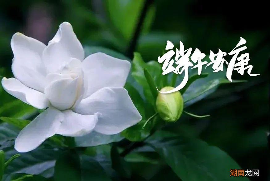 最经典的端午节古诗词赏析 小学端午节最常见诗句四句