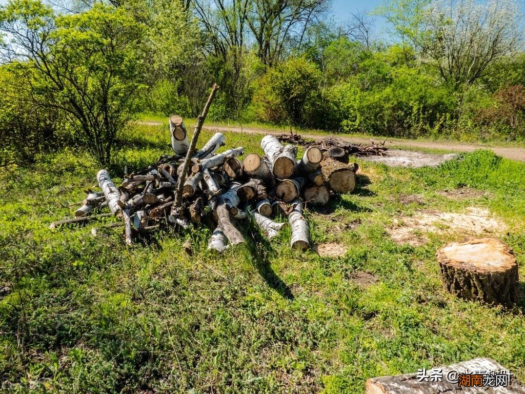 供给、调节、服务及支持四大类 森林的四大功能包括哪些