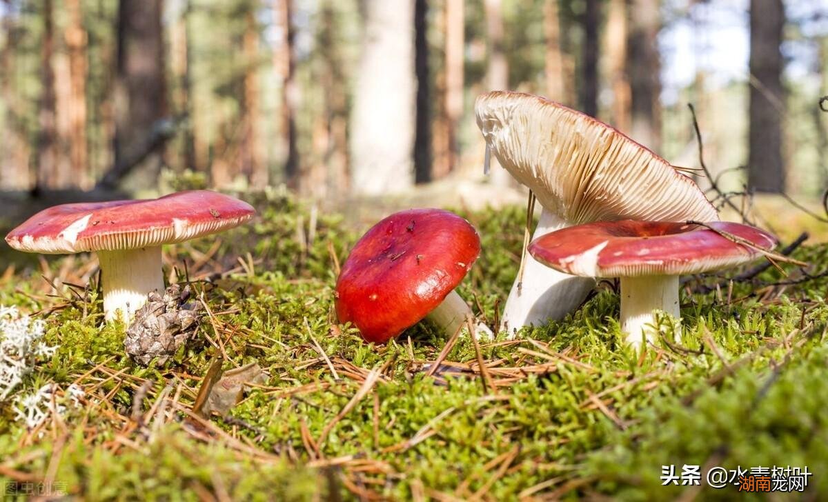 供给、调节、服务及支持四大类 森林的四大功能包括哪些