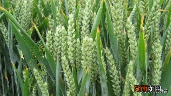 山东小麦一年两季的高产品种 山东小麦几月份收割