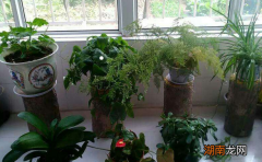 养在卧室助眠花卉 什么花适合放在卧室净化空气又好养