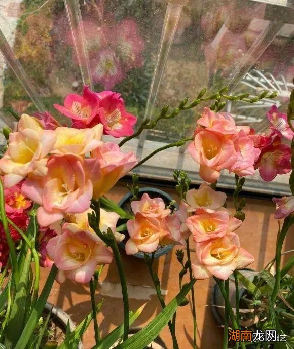 在室内好养护的开花香的花卉品种 十大最香的花排名