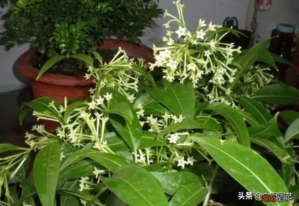 在室内好养护的开花香的花卉品种 十大最香的花排名