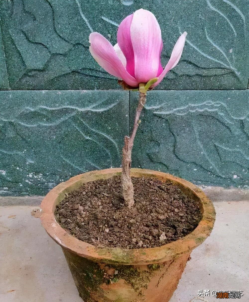 在室内好养护的开花香的花卉品种 十大最香的花排名