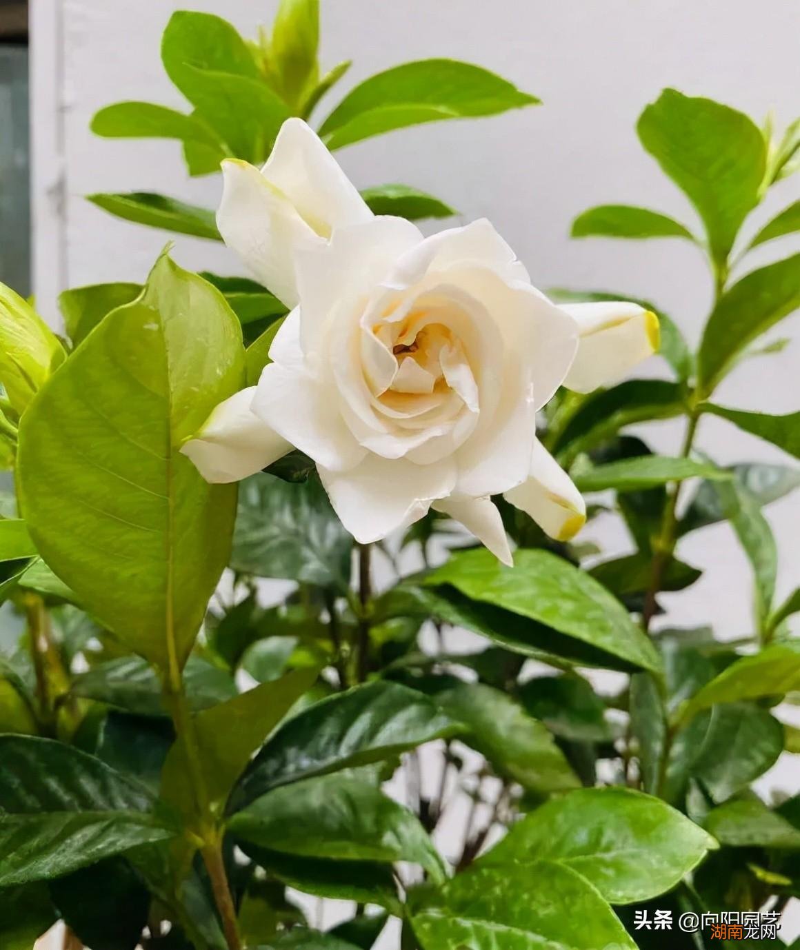 在室内好养护的开花香的花卉品种 十大最香的花排名