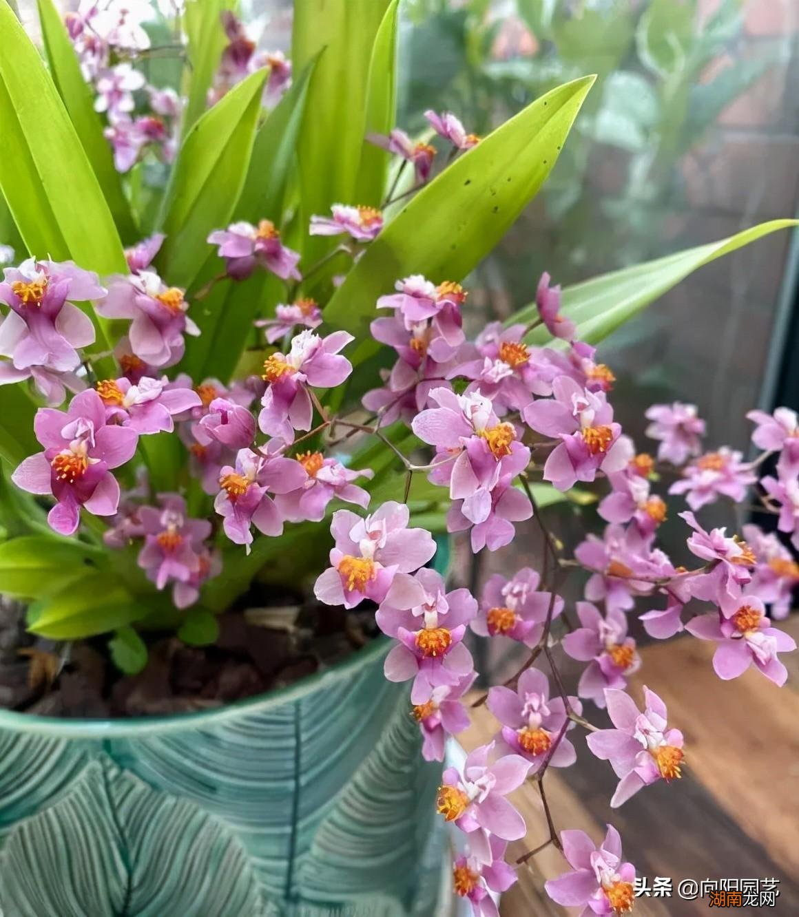 在室内好养护的开花香的花卉品种 十大最香的花排名