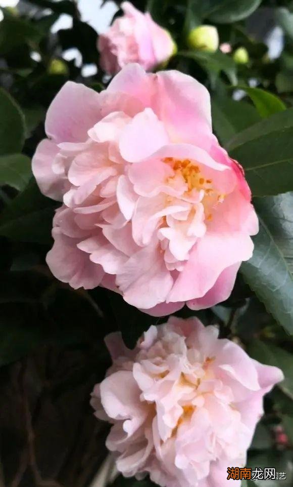 在室内好养护的开花香的花卉品种 十大最香的花排名