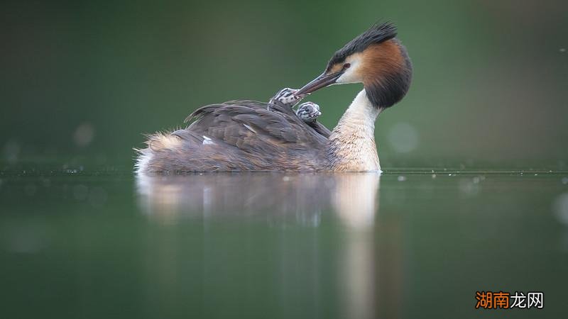 保护动物对人类有重大意义 保护动物的重要性总结