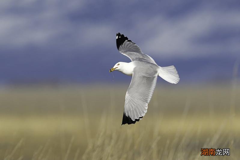 保护动物对人类有重大意义 保护动物的重要性总结