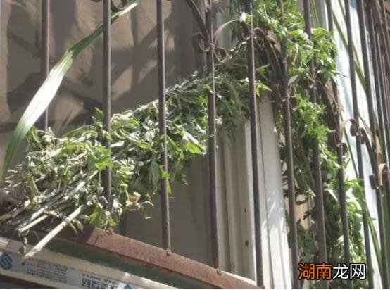 门上挂艾草寓意什么 端午节门上挂艾草有什么讲究