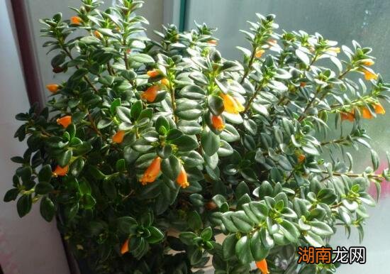 金鱼吊兰在家里养有毒吗 金鱼吊兰可以放卧室养吗