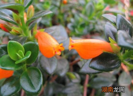 金鱼吊兰在家里养有毒吗 金鱼吊兰可以放卧室养吗