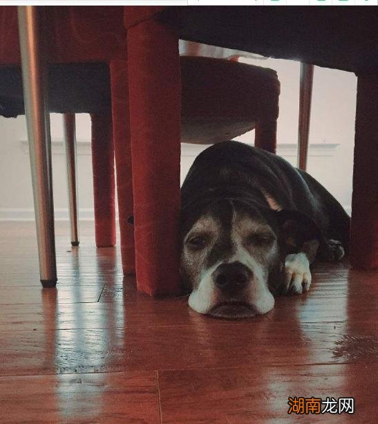 这4种异常表现说明狗狗生病了 狗狗不舒服表现的睡姿图片