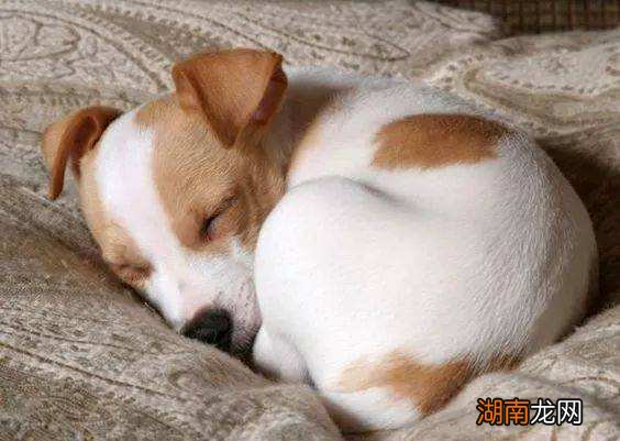 这4种异常表现说明狗狗生病了 狗狗不舒服表现的睡姿图片