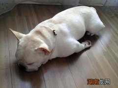 这4种异常表现说明狗狗生病了 狗狗不舒服表现的睡姿图片