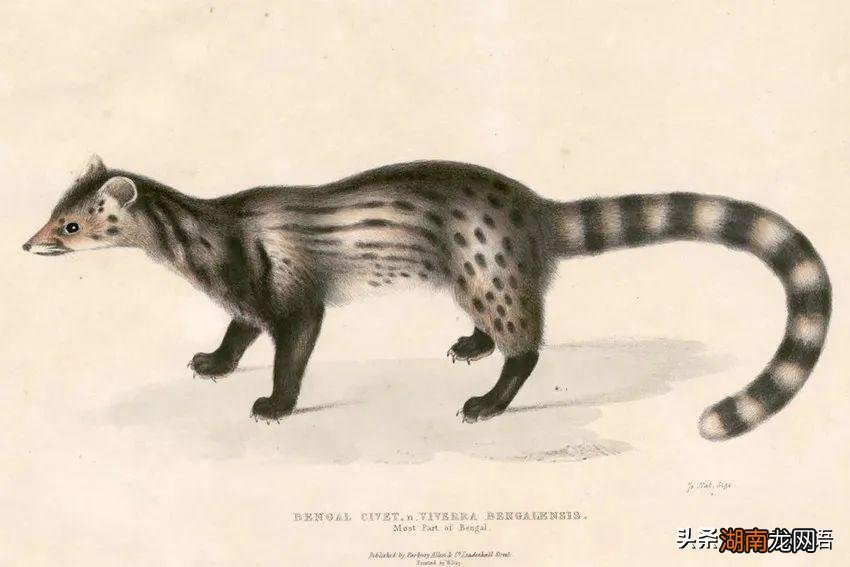 英国笛福坎坷非凡一生经历简介 鲁滨逊漂流记作者是谁