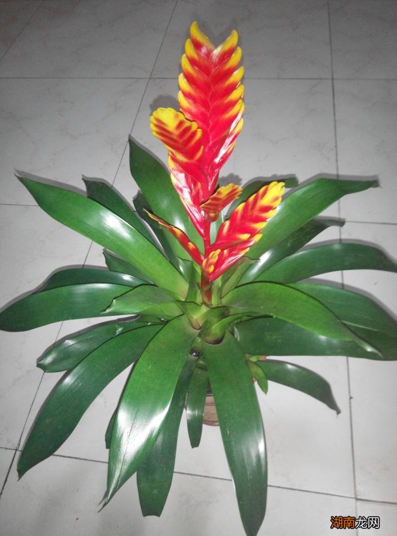 堪称净化空气能手的绿植 室内释放氧气最多的植物排行