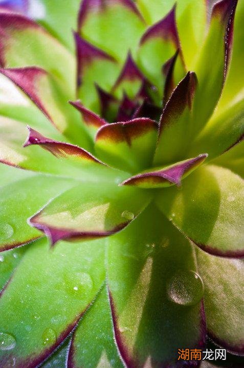 堪称净化空气能手的绿植 室内释放氧气最多的植物排行