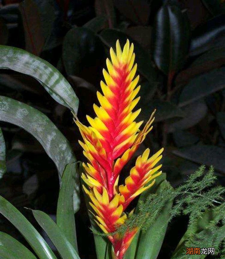 堪称净化空气能手的绿植 室内释放氧气最多的植物排行