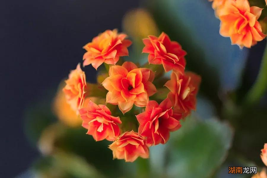 堪称净化空气能手的绿植 室内释放氧气最多的植物排行