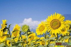 向日葵花期管理方法 向日葵什么时候开花时间是几点