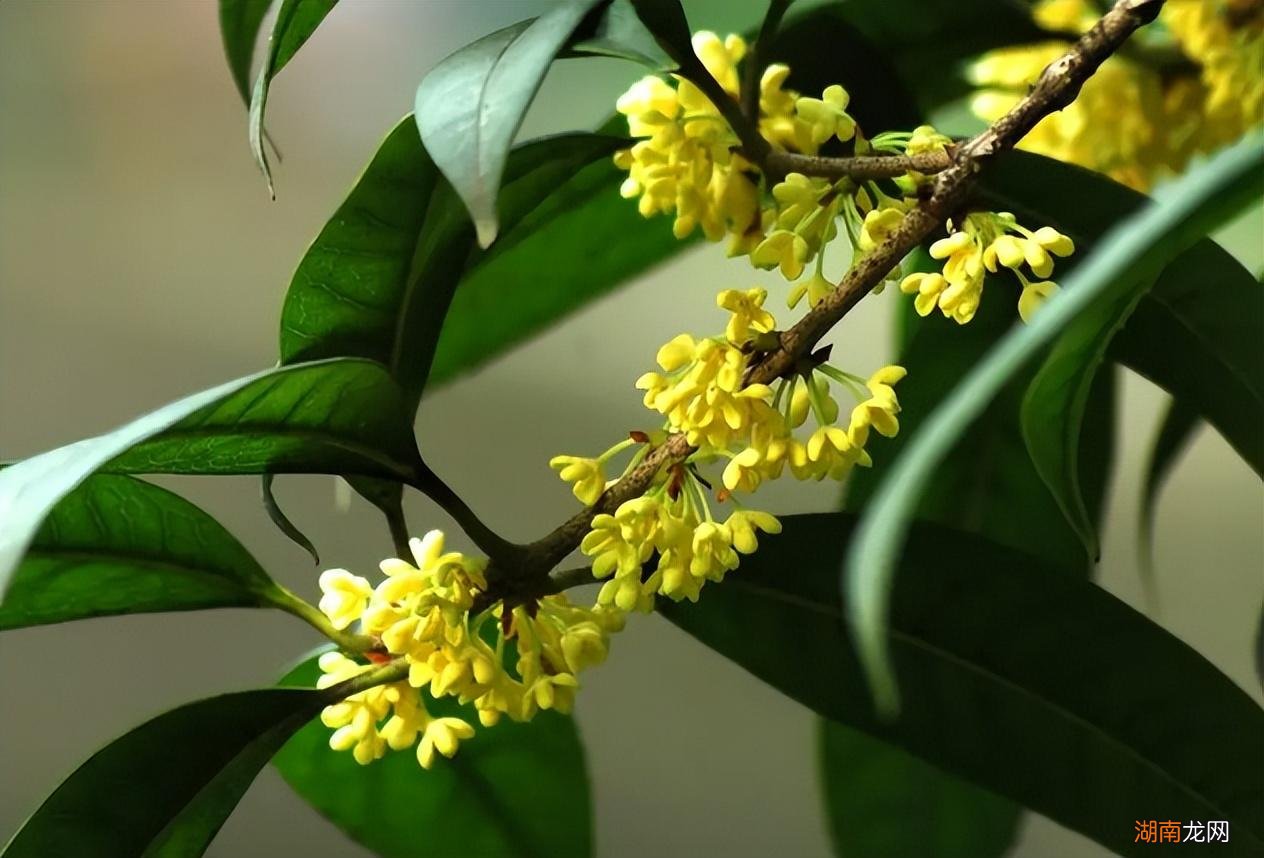 桂花栽种后要多久才开花 桂花树有公母之分吗