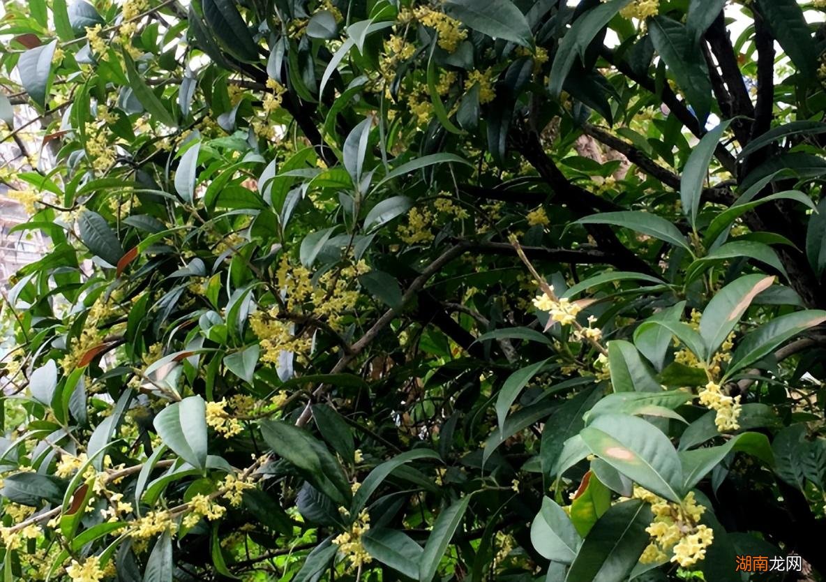 桂花栽种后要多久才开花 桂花树有公母之分吗