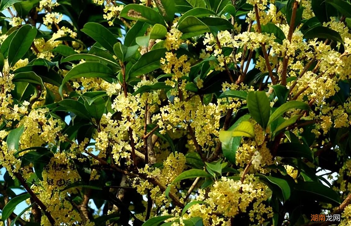 桂花栽种后要多久才开花 桂花树有公母之分吗