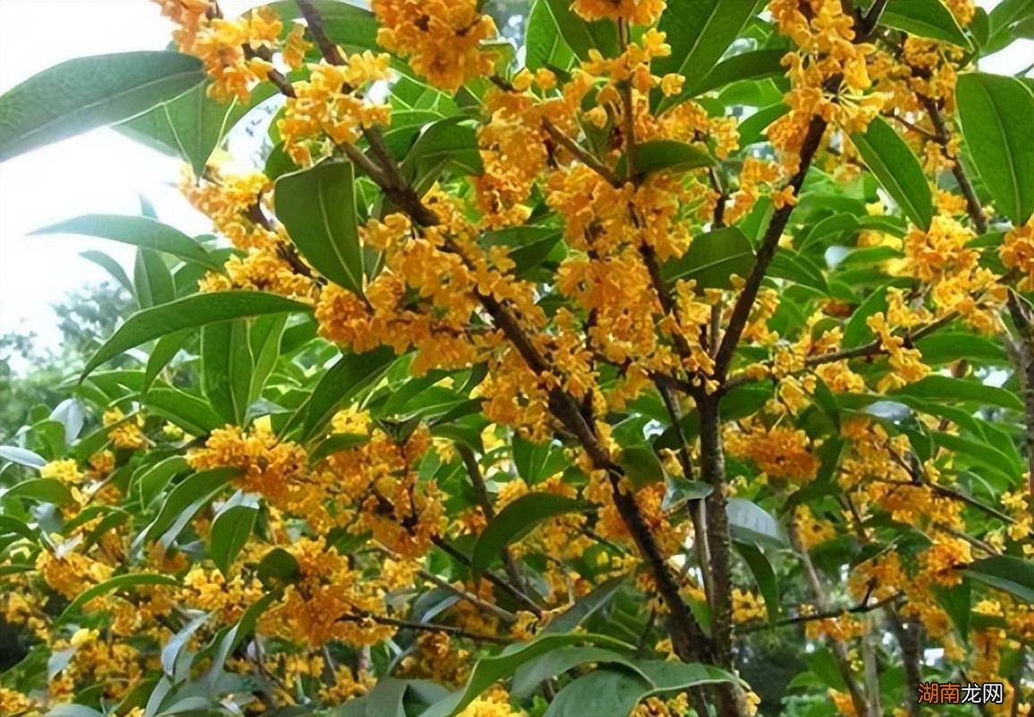 桂花栽种后要多久才开花 桂花树有公母之分吗