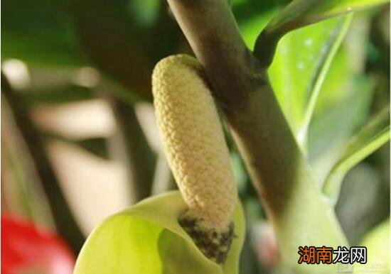 金钱树开花是什么预兆 金钱树会不会开花