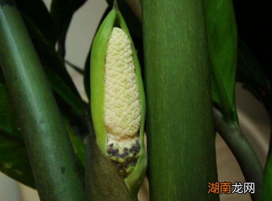 金钱树开花是什么预兆 金钱树会不会开花