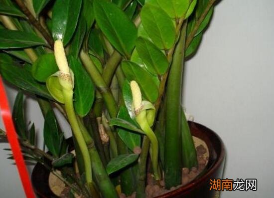 金钱树开花是什么预兆 金钱树会不会开花