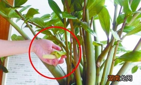 金钱树开花是什么预兆 金钱树会不会开花