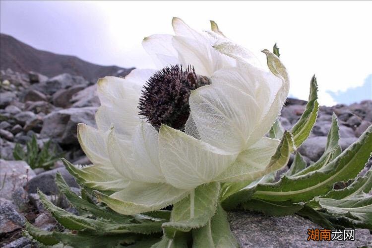 九大仙草分别都是什么 九大仙草排名及图片