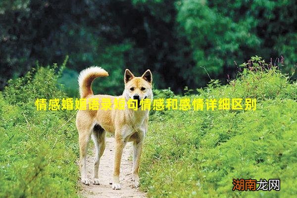 情感婚姻语录短句情感和感情详细区别